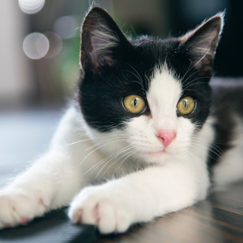 Chat européen à poil court allongé, exemple d’un chat qui boit peu malgré la chaleur estivale.