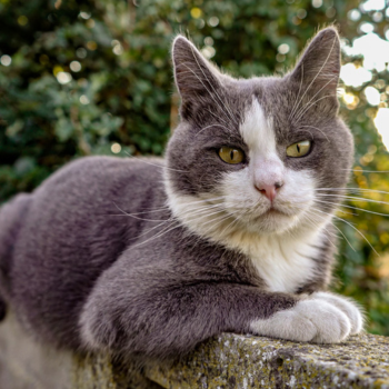 grijs witte kat op de rand van een omheining 