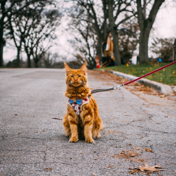 Maine Coon aan het wandelen met baasje
