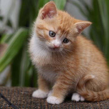 Rost katje op consult: voor slappe stoelgang