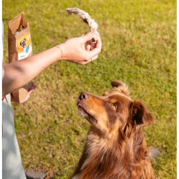 Hond met natuurlijke kauwsnack
