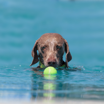 Let op met zwemmen in vijvers met je hond
