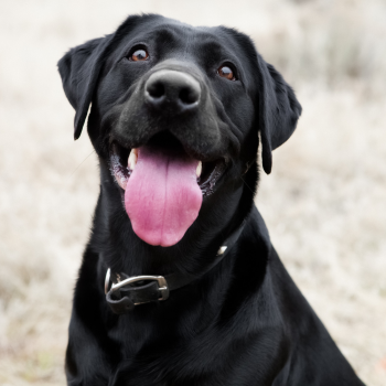 Un labrador noir, gueule ouverte sous la chaleur, une illustration d’un chien qui ne boit pas assez quand il fait chaud.