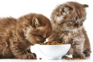 twee Perzische Kittens aan het eten uit een wit kommetje