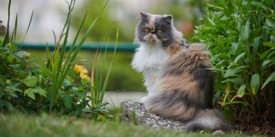 karakter trekken van een witte Perzische Kat