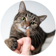 Positief gedrag belonen bij de kat