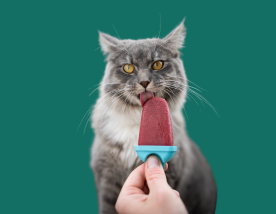 kat eet een ijsje