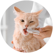 Tanden poetsen van kat