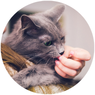 tandverzorging van de kat