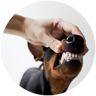 Tanden bij hond checken