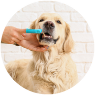 Tanden poetsen van hond
