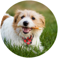 tandverzorging voor honden