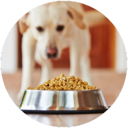 Labrador kijkt naar volle hondenvoerbak met brokken