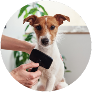 Hond wordt geborsteld in huis