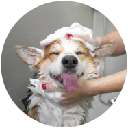 hond wordt gewassen in bad