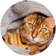 oren van de kat proper en droog houden