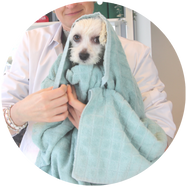 Oren proper en droog houden van hond