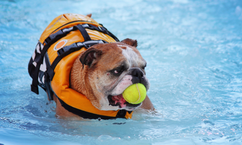 welke zwemuitrusting voor mijn hond?