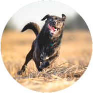 Choisir un complément alimentaire adapté aux besoins de mon chien