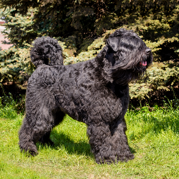 zwarte hond op consult na eten giftige rozijnen 