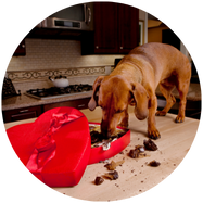 Veiligheid van voedsel nagaan 