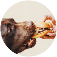 Geen restjes van tafel geven aan je hond