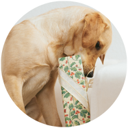 verwen je hond met cadeautjes 