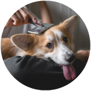 Borstelen en kammen hond