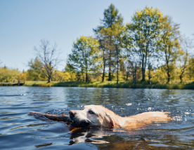 Zorg voor veiligheid voor je hond