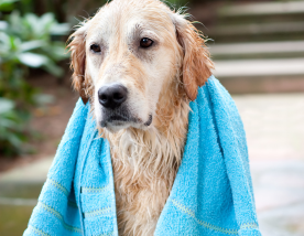 Verzorg je hond voldoende na het zwemmen