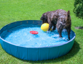 Thuis zwemmen met je hond ook fijn