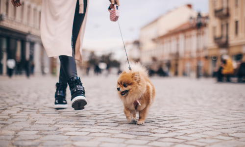 Kleine wandeling met puppy