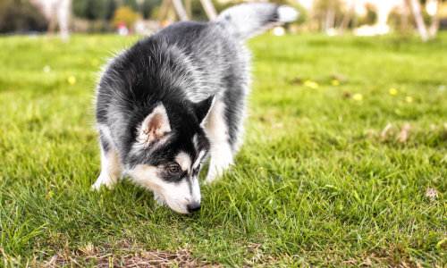 Snuffelende puppy in de tuin