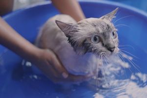 Ragdoll kat wordt gewassen in blauw badje