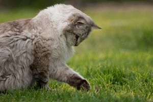 ragdoll buiten aan het spelen met het groene gras