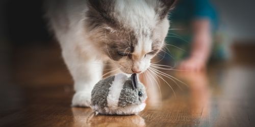 ragdoll aan het spelen met een speelgoed muis