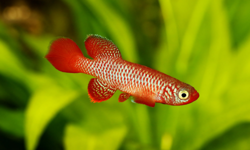 Guppy's zijn sociale vissen