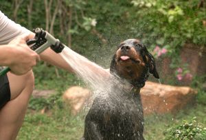 Rottweiler wordt gewassen met een tuinslang in de tuin