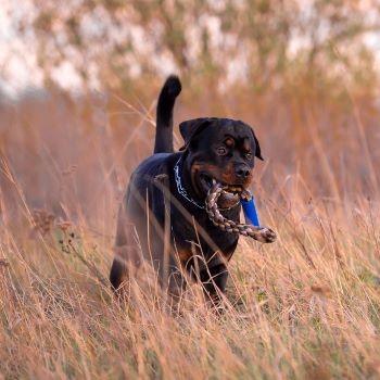 Rottweiler wandelt rond in de natuur met zijn trektouw