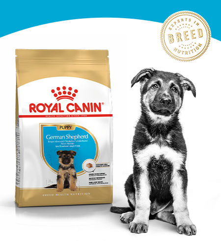 langzaam Leraren dag sofa Royal Canin German Shepherd/Duitse Herder Puppy - Hondenvoer - 3kg -  Droogvoer Hond - Hondenvoer Royal Canin Breed Nutrition | Pharmapets