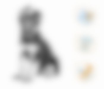 Royal Canin German Shepherd/Duitse Herder Puppy - Hondenvoer - 12kg 8 Royal Canin German Shepherd/Duitse Herder Puppy - Hondenvoer - 12kg -Hondenbenodigdheden Korting RoyalCanin BHN Puppy GermanSheperd module 3v2