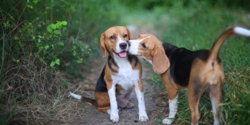 Karakter trekken van een Beagle