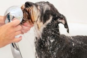 Schnauzer zit nat in bad tijdens een verzorgingsroutine voor een gezonde vacht