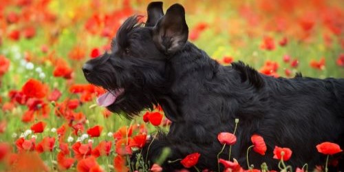Zwarte Schnauzer rust in bloemenveld en toont zijn rustige, loyale karakter