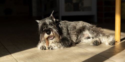 Volwassen Schnauzer geniet van een kauwsnack als verantwoorde beloning