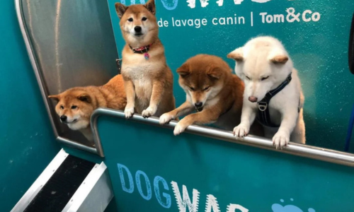 Honden wassen in dogwash Tom&Co
