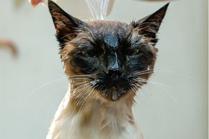 de Siamese kat wordt gewassen in bad