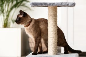 Siamese kat zit binnen op haar krabpaal