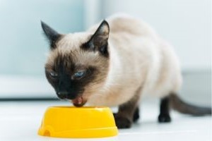 volwassen Siamese kat aan het eten uit een geel kommetje