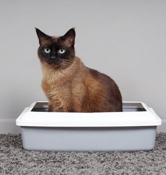 Siamese kat zit in een witte kattenbak